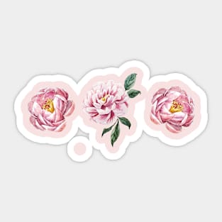 Pink Peonies Sticker